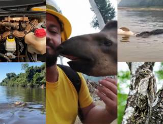 Retrospectiva 2024: relembre casos curiosos do mundo animal em Rondônia