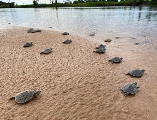 Atraso na desova das tartarugas no rio Guaporé causa morte de mais da metade dos filhotes, aponta biólogo