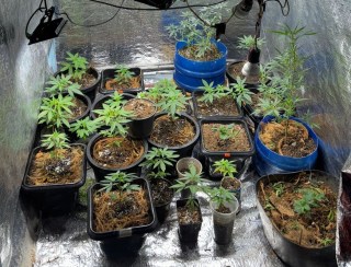 Mais de 24 pés de maconha foram apreendidos em uma residência em Jaru, RO