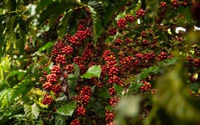 Café Robusta Amazônico de Rondônia conquista nota máxima em concurso e alcança feito inédito