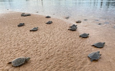 Atraso na desova das tartarugas no rio Guaporé causa morte de mais da metade dos filhotes, aponta biólogo