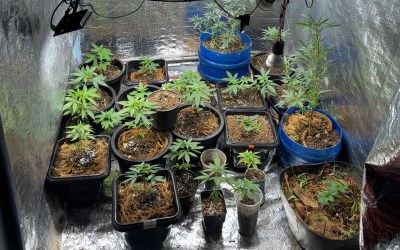 Mais de 24 pés de maconha foram apreendidos em uma residência em Jaru, RO